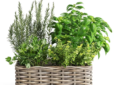 Wicker Basket With Fresh Green Herbs Including Rosemary Basil And Parsley 3d model