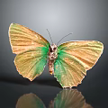 Stunning Green and Golden Butterfly with Iridescent Shiny Wings and Reflection on Dark Background
