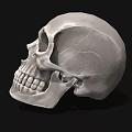 Detailed White Human Skull with Cracks and Teeth on Black Background 3d model