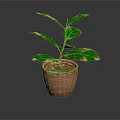 Potted Houseplant With Variegated Green Leaves And Yellow Edges In Terracotta Pot On Dark Background
