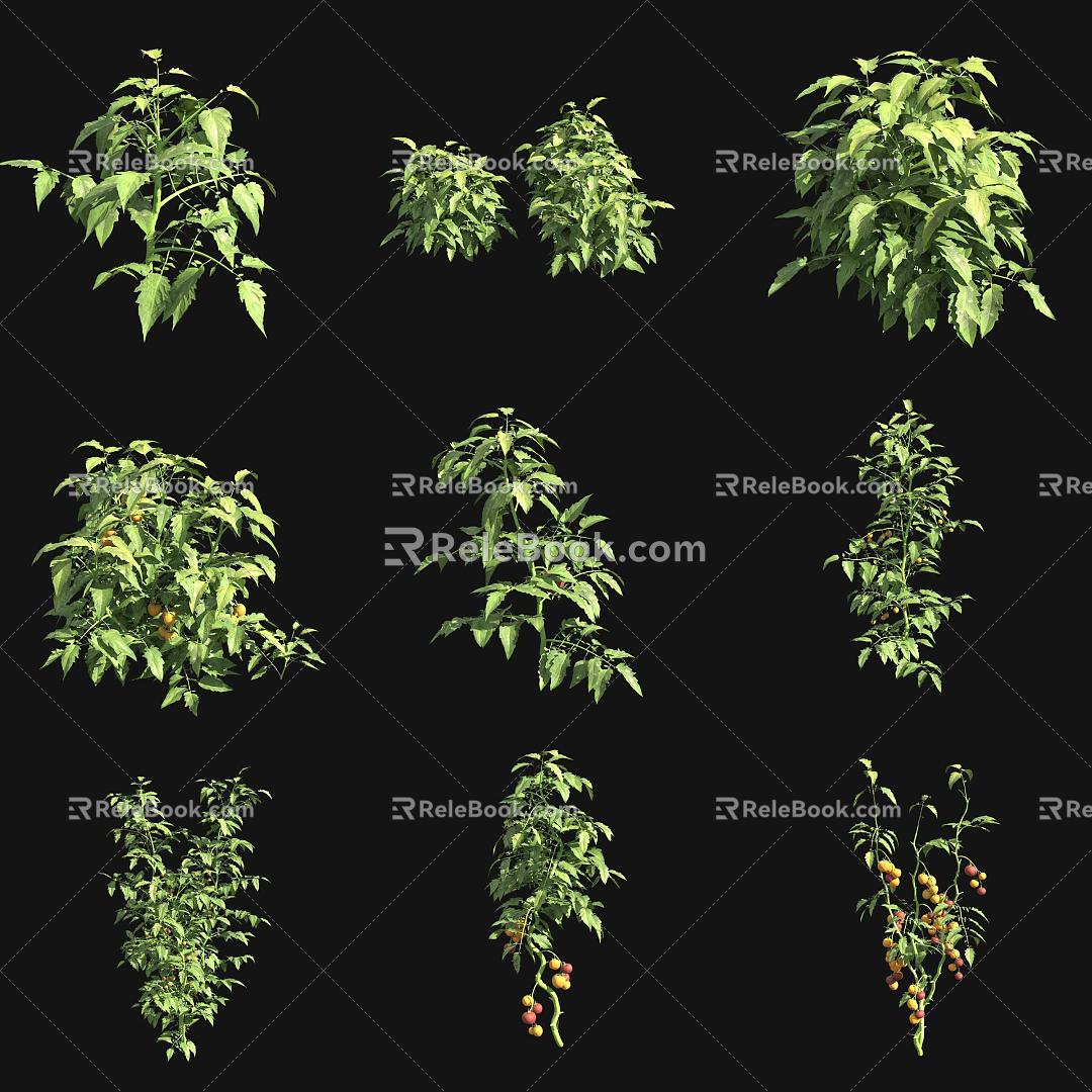 Tomato Seedling Vegetables 3d model