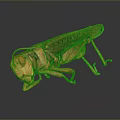 Orange Locust With Detailed Wings And Legs On Dark Reflective Surface