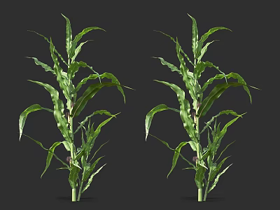 Two Green Plants With Tall Leaves And Slender Stems Isolated On Black 3d model