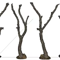 Dry Trees With Bare Branches And Textured Trunks On Soil Base