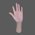 Detailed 3D Rendering of Human Hands and Arms Anatomical Structure