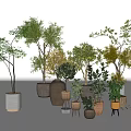 Assorted Bonsai Potted Plants With Various Sized Pots And Diverse Foliage 3d model