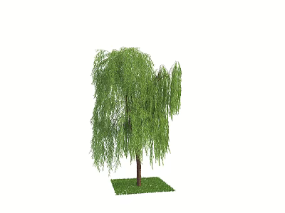 Weeping Willow Tree With Lush Green Drooping Branches And Grassy Base 3d model