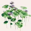Blooming Lotus Flowers With Green Lily Pads Floating On Calm Water Surface