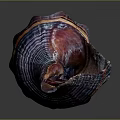 Vibrant Conch With Colorful Striped Spiral Shell And Natural Patterns On Dark Background