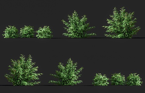 raspberry red raspberry fruit sapling crops fruit tree raspberry plump red raspberry fruit tree shrub fruit 3d model