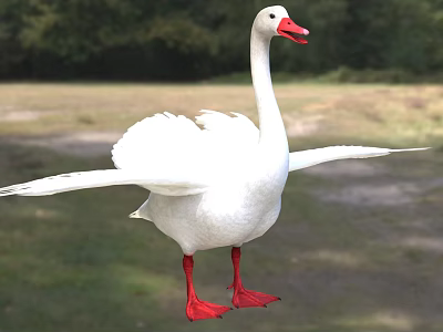 White Swan with White Feathers Red Beak Red Feet Spreading Wings in Grassland Trees Background 3d model