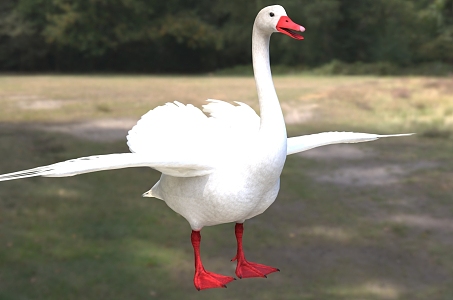 flat-billed swan flat-billed goose animal creature 3d model