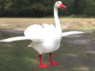 flat-billed swan flat-billed goose animal creature 3d model