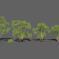 Cluster Of Green Leafy Plants With Slender Stems For Garden Landscaping