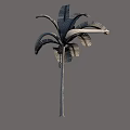 Palm Tree With Tall Trunk And Broad Textured Fronds Structure