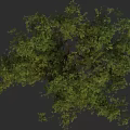 Tall Arbor with Lush Green Foliage and Spreading Branches in Natural Scene