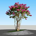 Twisted Trunk Tree With Pink Flowers Growing On Green Grass And Gray Stone Pavement
