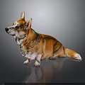 Brown and White Corgi Sitting on Dark Background With Reflection on Smooth Surface