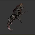 Shiny Red And Black Beetle With Large Pincers Displayed On Dark Background