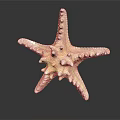 Detailed White Spiny Armed Starfish with Textured Surface and Reflection on Black Background