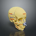 Medical Device Anatomical Skull Model With Labeled Bone Structures For Education 3d model