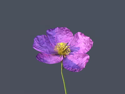Single Purple Flower With Yellow Stamen Against Gray Background 3d model