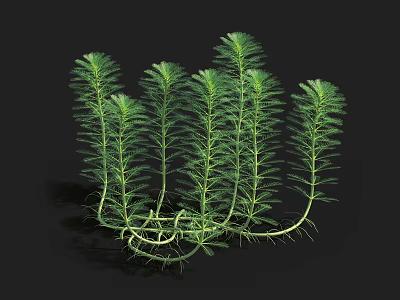 Aquatic Plants With Feathery Leaves Slender Stems And Visible Roots On Black Background 3d model