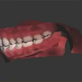Dental Model of Human Jaw with Teeth and Gums Structure Anatomy