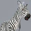 Aquatic Animal Crocodile With Open Mouth Standing Beside Zebra On Gray Background
