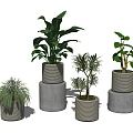 Bonsai Potted Plants With Various Greenery In Stacked Gray Pots And Minimal Background