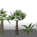 Tropical Palm Trees of Various Sizes with Green Fronds and Textured Trunks
