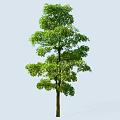Tall Arbor With Lush Green Foliage And Strong Trunk Against Light Blue Backdrop