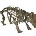 Reptile Skeleton With Complete Bone Structure And Scientific Exhibition Display Features 3d model