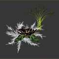 Colorful Flower With White Feather Decorations And Green Long Stemmed Plants In Dark Background