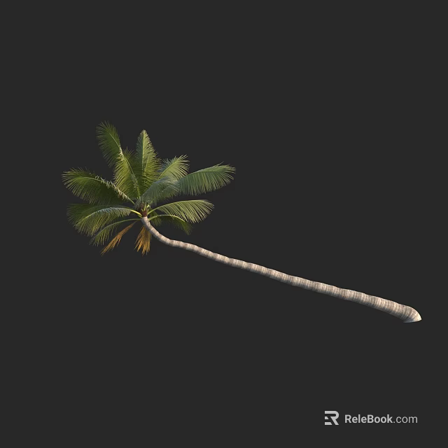Tall Palm Tree With Slender Trunk And Green Fronds On Black Background 3d model 