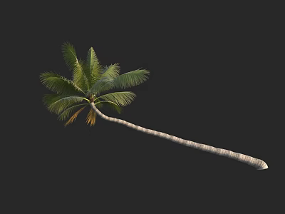 Tall Palm Tree With Slender Trunk And Green Fronds On Black Background 3d model