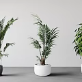 Three Potted Green Plants In White And Gray Pots On Gray Floor With White Wall