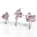 Three Slender Trees With Pink Flowers On White Background And Reflections