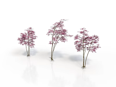 Three Slender Trees With Pink Flowers On White Background And Reflections 3d model