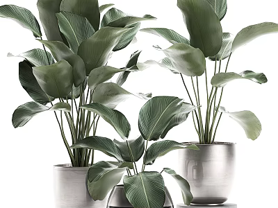Modern Potted Bonsai Plants With Large Green Leaves In Silver Metal Pots 3d model