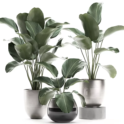 Modern Potted Bonsai Plants With Large Green Leaves In Silver Metal Pots 3d model