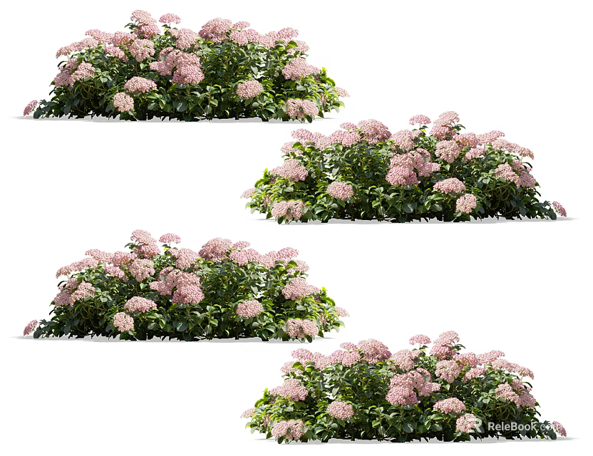 Vibrant Pink Hydrangea Flower Bushes In Full Bloom With Green Leaves Naturally Growing 3d model 