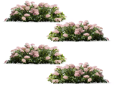Vibrant Pink Hydrangea Flower Bushes In Full Bloom With Green Leaves Naturally Growing 3d model