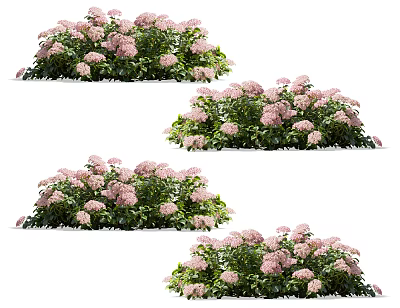 Vibrant Pink Hydrangea Flower Bushes In Full Bloom With Green Leaves Naturally Growing 3d model