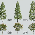 Arbor Collection Featuring Metasequoia and Koelreuteria Trees with Green Leaves and Red Blossoms