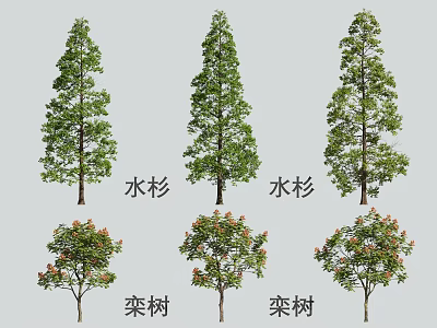 Arbor Collection Featuring Metasequoia and Koelreuteria Trees with Green Leaves and Red Blossoms 3d model