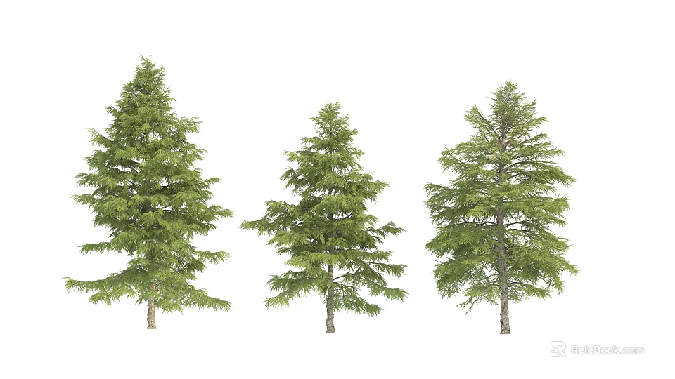 Three Evergreen Arbor Trees With Varying Heights And Dense Green Foliage 3d model 