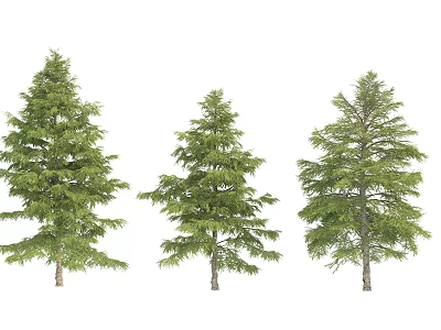 Three Evergreen Arbor Trees With Varying Heights And Dense Green Foliage 3d model