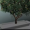 Vibrant Arbor With Green Foliage Pink Blooms And Brown Trunk In Square Stone Planter