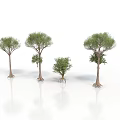 Various Sizes of Trees with Green Foliage Brown Trunks and White Background Reflections